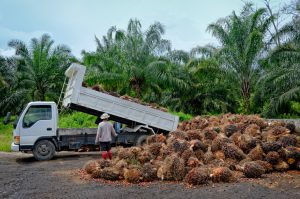 Palmolja utvinns från regnskogar i bland annat Indonesien och Malaysia. 